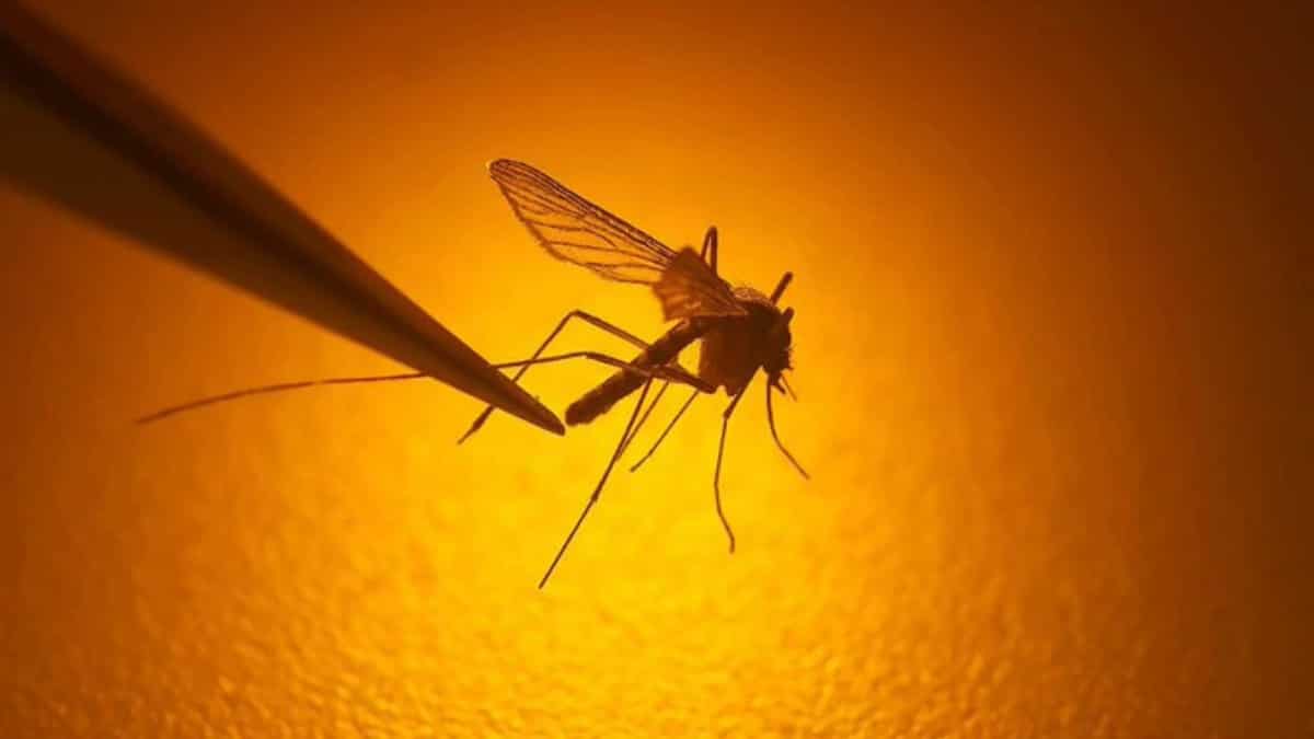 US: States issue alert over West Nile virus after New York City reports death US: States issue alert over West Nile virus after New York City reports death