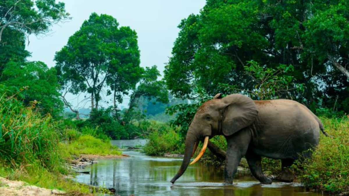 Forest Massif of Odzala-Kokoua in Congo