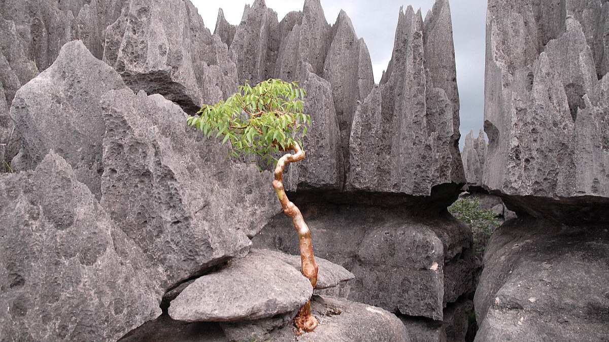 Andrefana Dry Forests, Tsingy de Bemaraha National Park