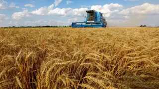 Ukraine files lawsuit against Poland, Hungary and Slovakia over grain import ban