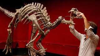 Barry, a 150-million-year-old rare dinosaur to be auctioned in Europe