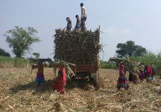 Brazil to offer India ethanol technology to resolve ongoing sugar dispute: Report