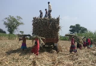Brazil to offer India ethanol technology to resolve ongoing sugar dispute: Report
