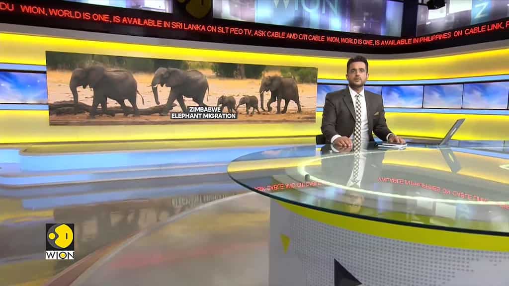 Zimbabwe's biggest elephant migration since 2019 | WION Climate Tracker