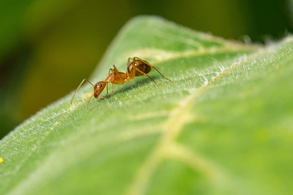 Zombie ants? Apparently, a parasite can do that by capturing the brains of ants