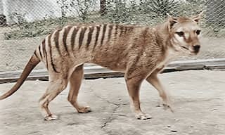 Scientists one step closer to resurrecting Tasmanian tiger that went extinct 100 years ago