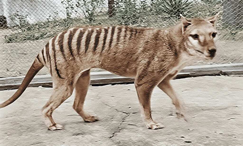 Scientists one step closer to resurrecting Tasmanian tiger that went extinct 100 years ago