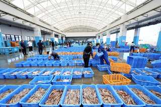 Fukushima discharge row: China's import of Japanese seafood down by over 67% in August
