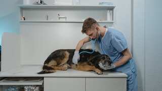 An incurable disease is on the prowl in UK, and it can spread from dogs to humans
