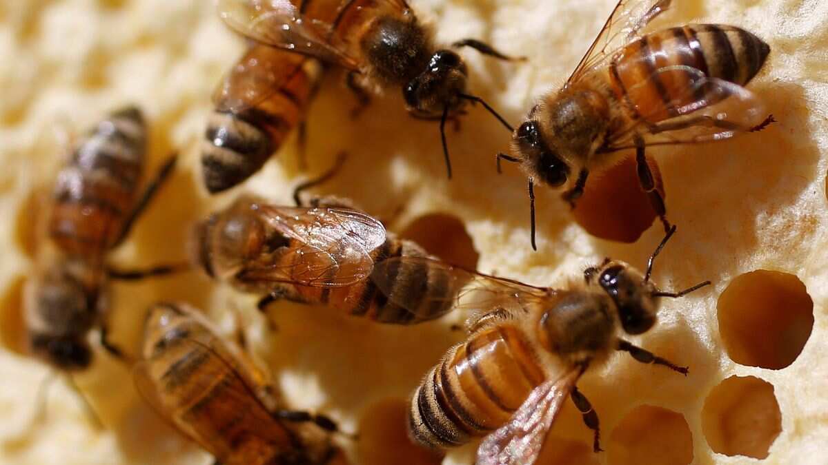 Australia gives up fight to eradicate bee-killing parasite Australia gives up fight to eradicate bee-killing parasite