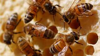 Australia gives up fight to eradicate bee-killing parasite