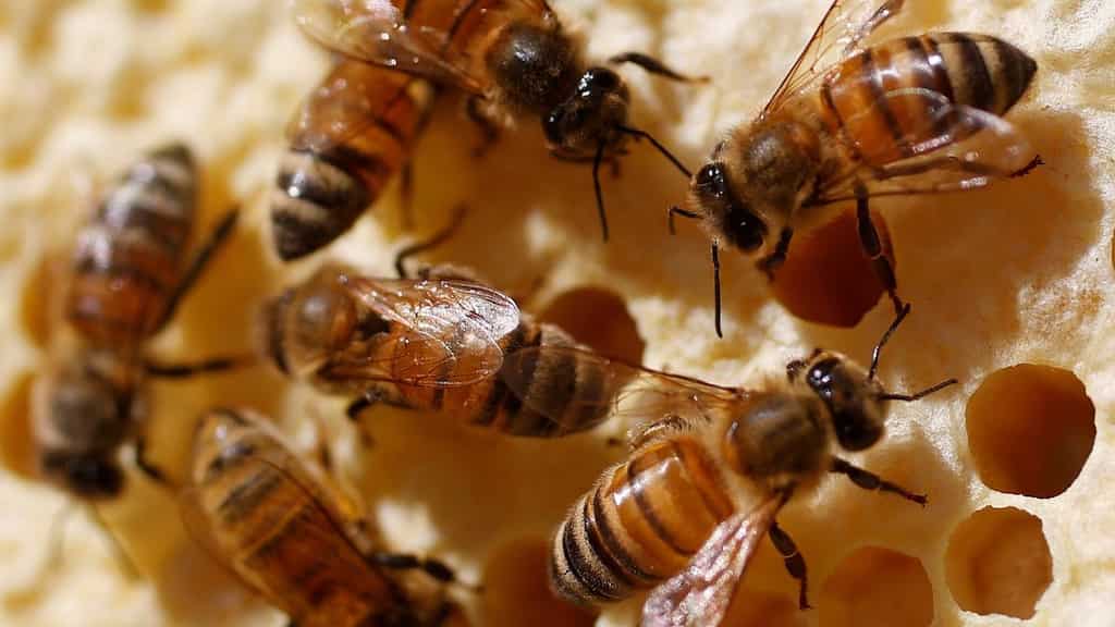 Australia gives up fight to eradicate bee-killing parasite