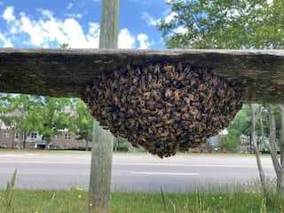 59-year-old Kentucky resident dies after being attacked by a swarm of bees