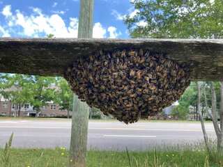 59-year-old Kentucky resident dies after being attacked by a swarm of bees