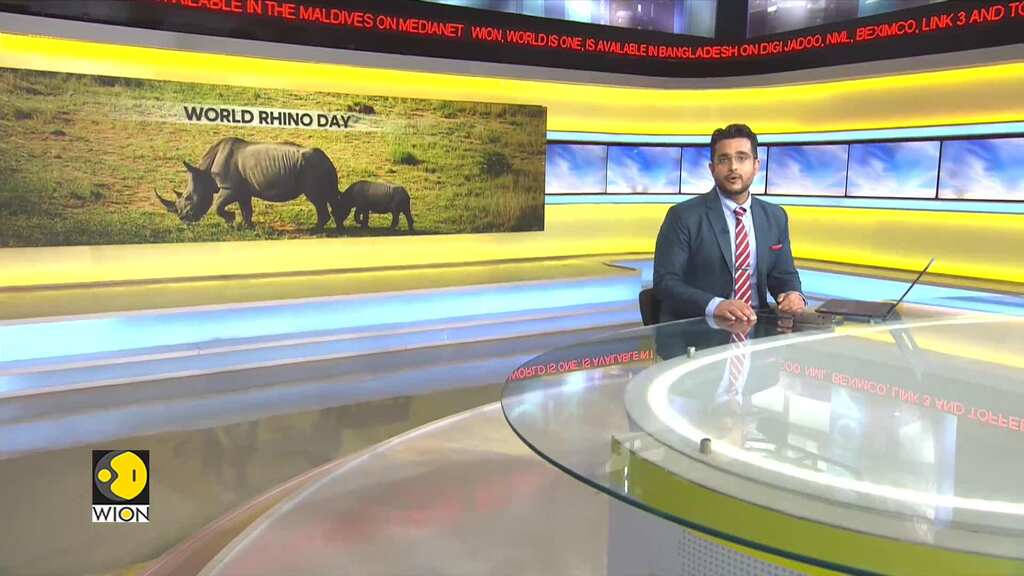 African rhinos number rise for the first time in a decade