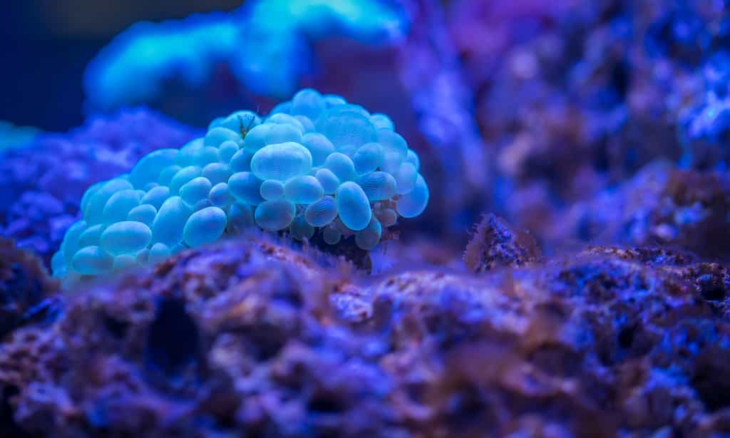 Scientists find new virus at depths of Pacific Ocean