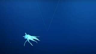 WATCH | Rare ‘Dumbo’ octopus spotted during live stream in North Pacific Ocean