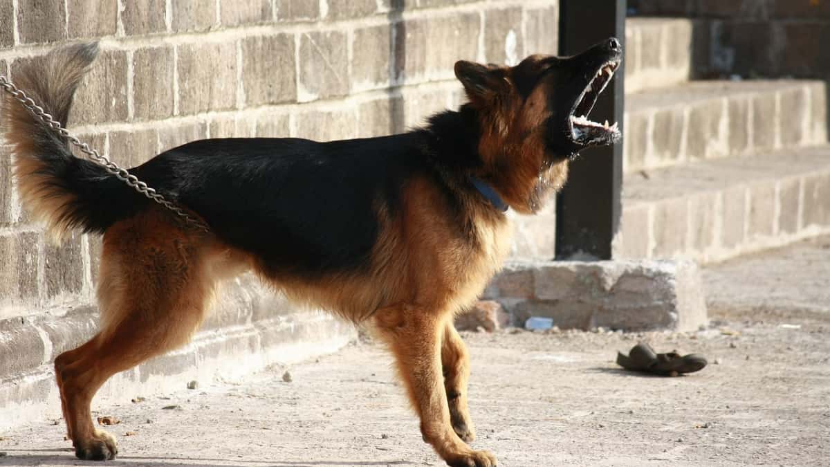 India: Drug dealer trained dogs to bite people in police uniform during raids India: Drug dealer trained dogs to bite people in police uniform during raids