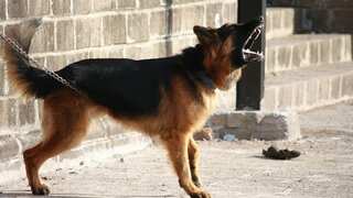 India: Drug dealer trained dogs to bite people in police uniform during raids