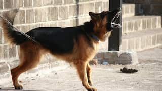 India: Drug dealer trained dogs to bite people in police uniform during raids