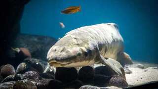 Is Methuselah the world's oldest aquarium fish? DNA reveals surprising age