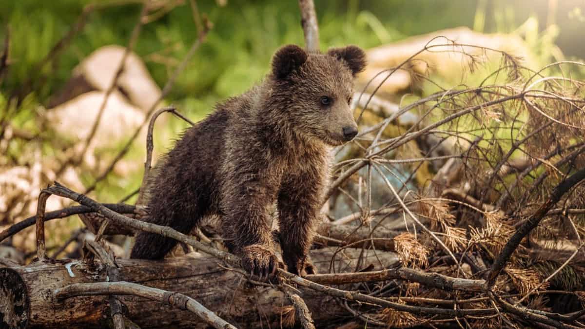 Climate change: Brown bear cubs starve and die in Japan due to lack of salmon Climate change: Brown bear cubs starve and die in Japan due to lack of salmon