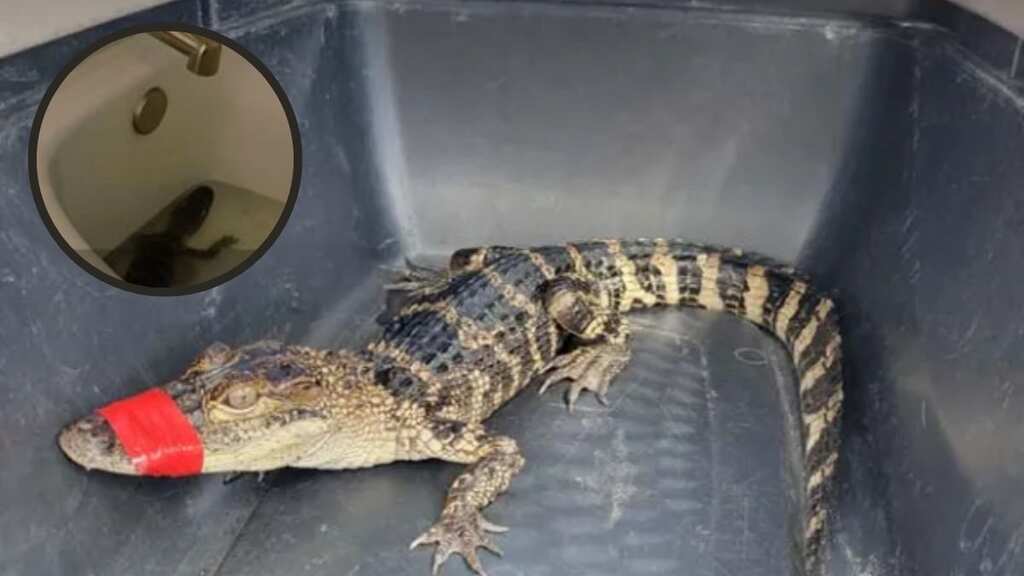 Florida woman 'borrows' alligator for birthday photo shoot, stores reptile in bathtub