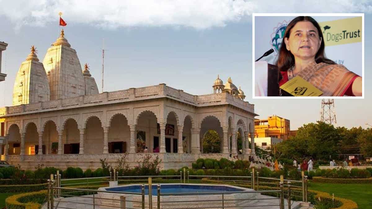 ISKCON hits back after Maneka Gandhi alleges it sells cows to butchers ISKCON hits back after Maneka Gandhi alleges it sells cows to butchers