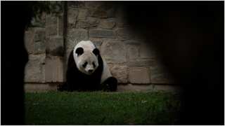 Sadness in Washington Zoo as US prepares to return pandas to China