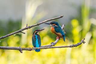 Half of Britain's bird and plant species at risk of extinction: Study
