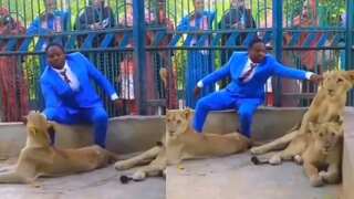 Watch: Kenyan pastor locks himself up with 3 lions, MP offers paid trip as gift