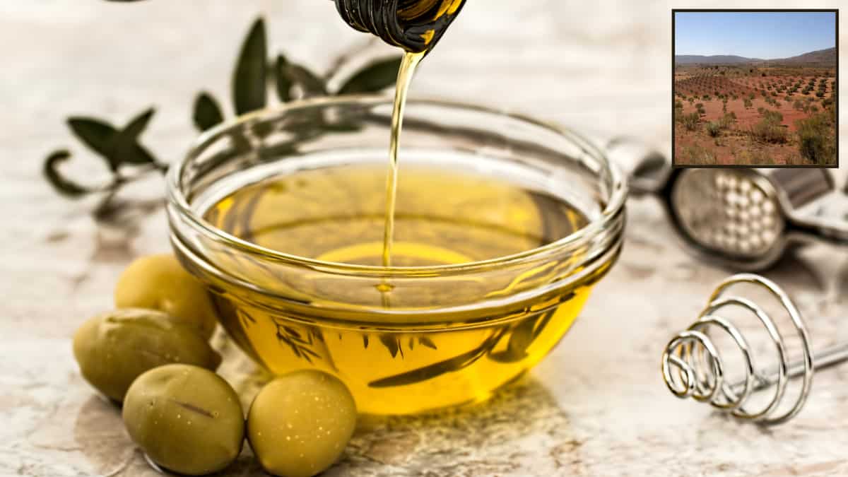 Europe almost out of local olive oil supplies, prices soar nearly 50%: Report