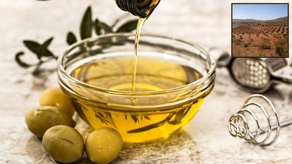 Europe almost out of local olive oil supplies, prices soar nearly 50%: Report
