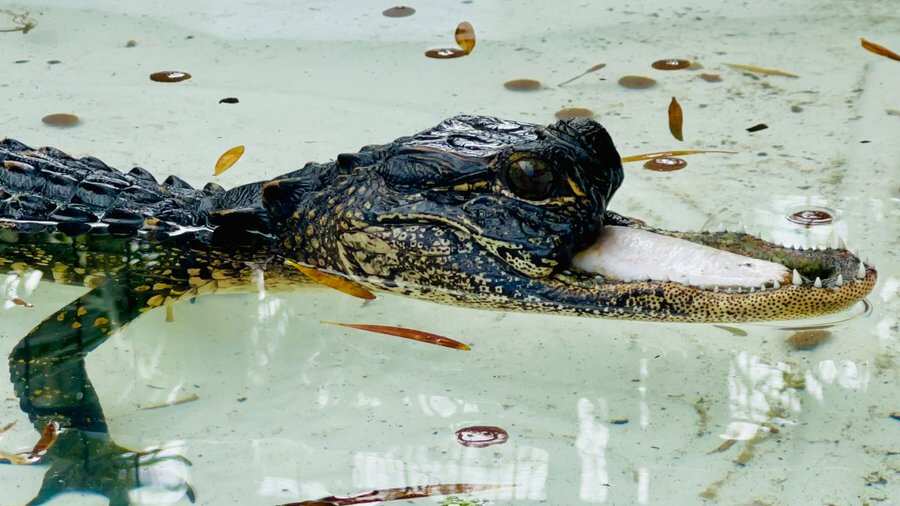 'Jawlene': That's the name of rescued alligator with no top jawline in US