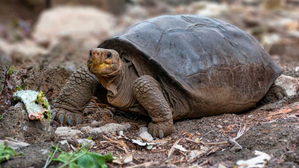 Researchers find DNA remains in 6 million-year-old turtle's fossil