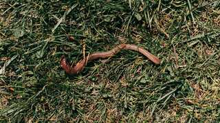 Earthworms emerge as the unsung heroes of global grain production, rivalling Russia's contribution