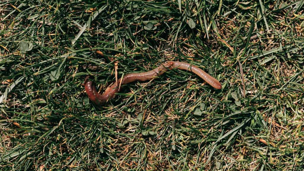 Earthworms emerge as the unsung heroes of global grain production, rivalling Russia's contribution