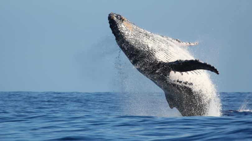Australia: One dead, another injured after whale hits, flips their boat Australia: One dead, another injured after whale hits, flips their boat