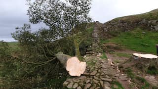 Police arrests man in 60s amid reports of felling Sycamore Gap tree for TikTok stunt