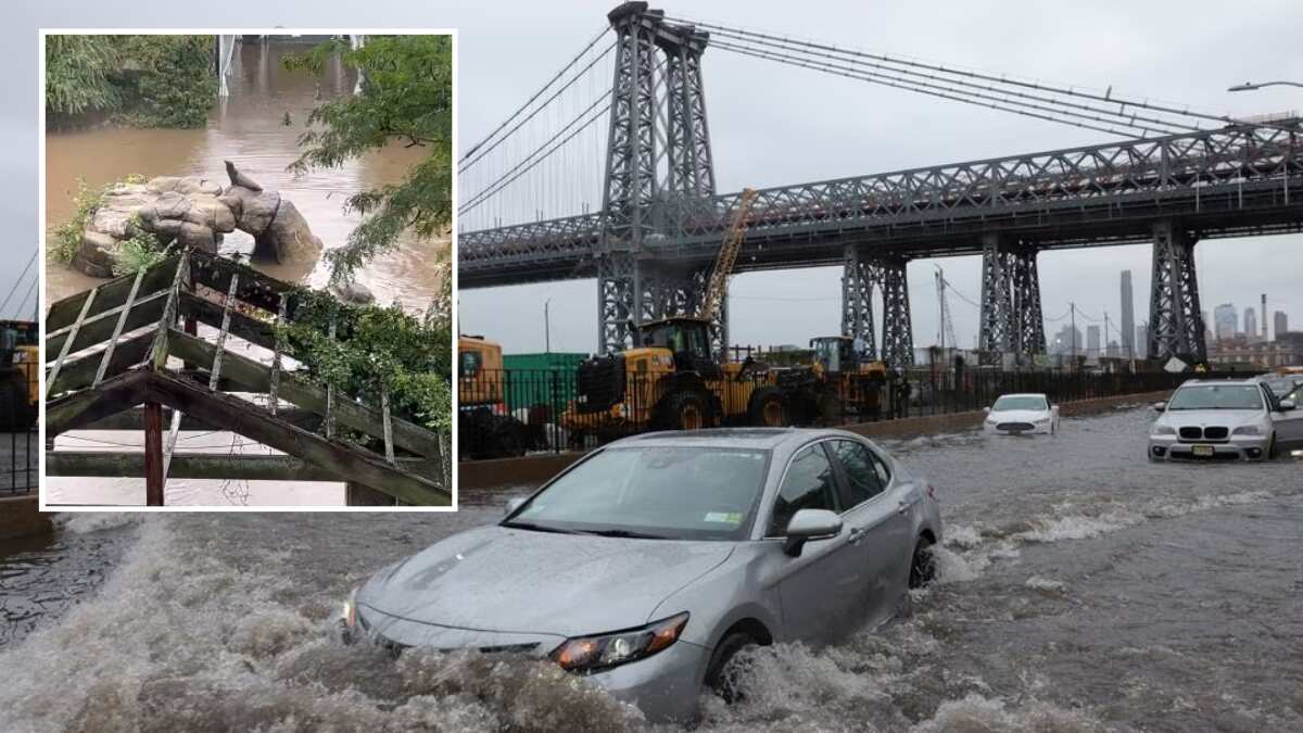 'Life threatening' New York rains make Sally the Sea Lion to make brief escape 'Life threatening' New York rains make Sally the Sea Lion to make brief escape