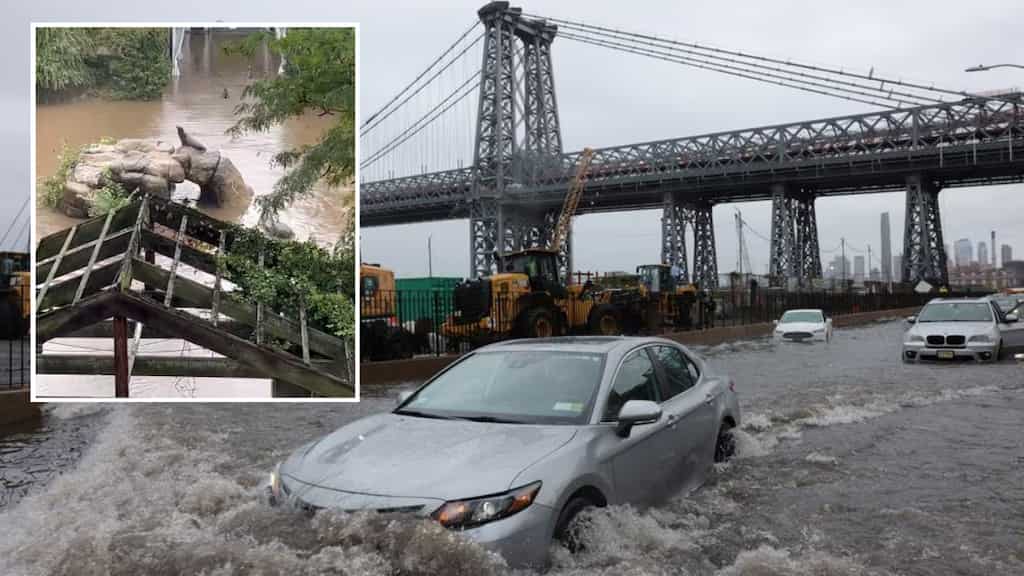 'Life threatening' New York rains make Sally the Sea Lion to make brief escape
