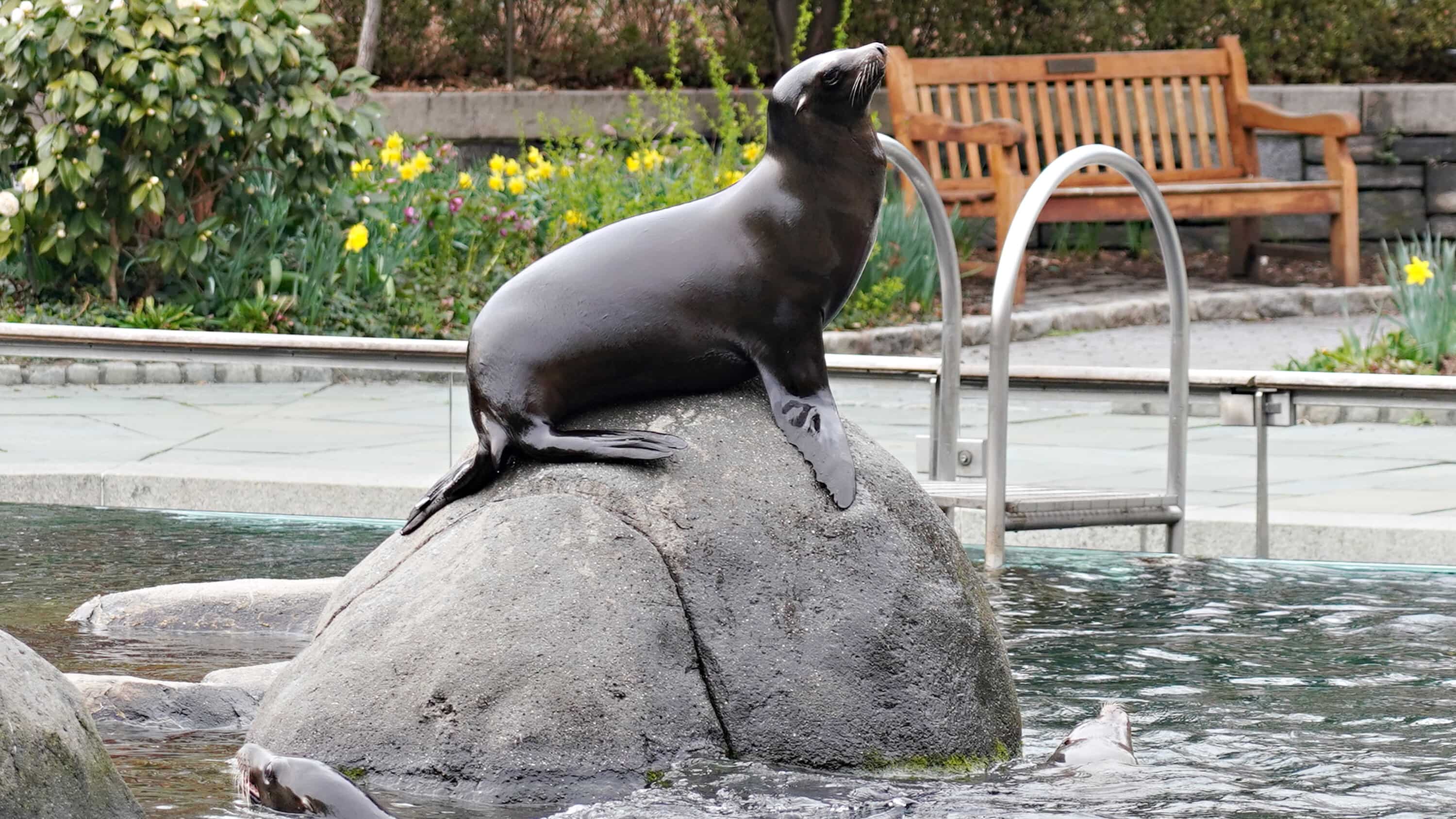 Sea lion came outside enclosure