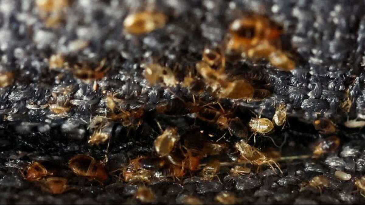 France battles widespread rise of bedbugs, vows to ‘reassure, protect’ public ahead of Olympics 2024