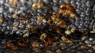 France battles widespread rise of bedbugs, vows to ‘reassure, protect’ public ahead of Olympics 2024