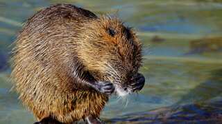 After 400 years, baby beaver takes birth in London, gets photographed