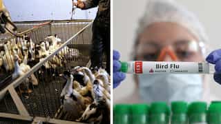 France to vaccinate millions of ducks against bird flu despite risk of import restrictions