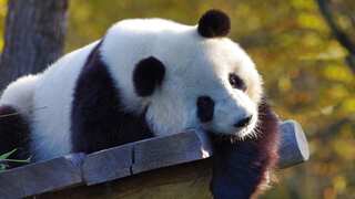 Amid US-China tensions, pandas become the latest choice of weapon online