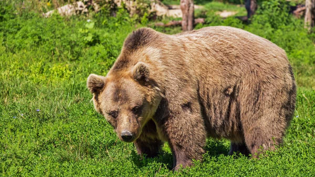 Grizzly bear kills couple and their dog in Canada national park