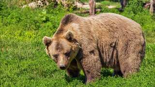 Grizzly bear kills couple and their dog in Canada national park