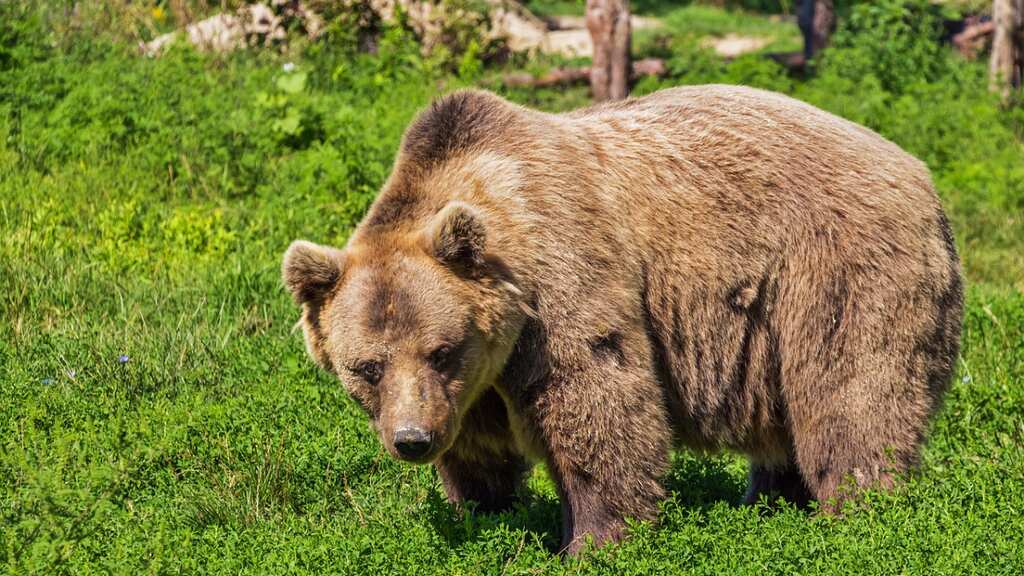 Grizzly bear kills couple and their dog in Canada national park